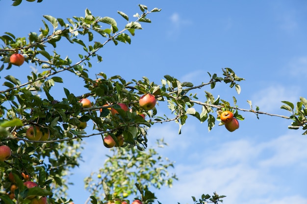 Manzanas en un manzano en verano