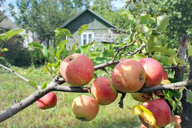 Manzanas muy sabrosas y maduras colgando del árbol