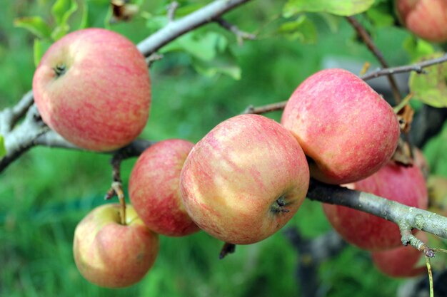 Manzanas muy sabrosas y maduras