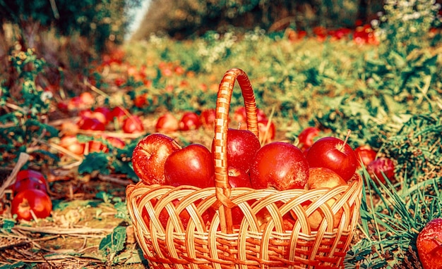 manzanas orgánicas en la canasta en el césped de verano manzanas frescas en la naturaleza manzanas rojas en la caja otoño en los jardines rurales frutas orgánicas en una canasta en la céspera de verano
