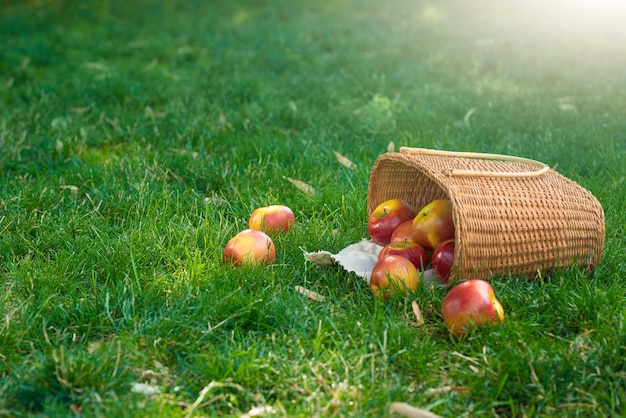 Manzanas orgánicas en canasta en hierba de verano Manzanas frescas en la naturaleza