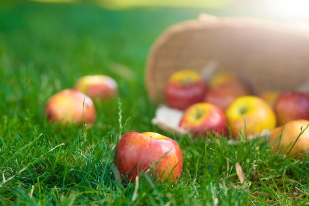 Manzanas orgánicas en canasta en hierba de verano Manzanas frescas en la naturaleza