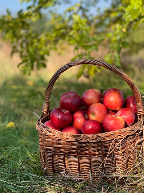 Manzanas orgánicas en una cesta. Fondo de otoño. Concepto de temporada de cosecha. Las manzanas orgánicas se cierran para f