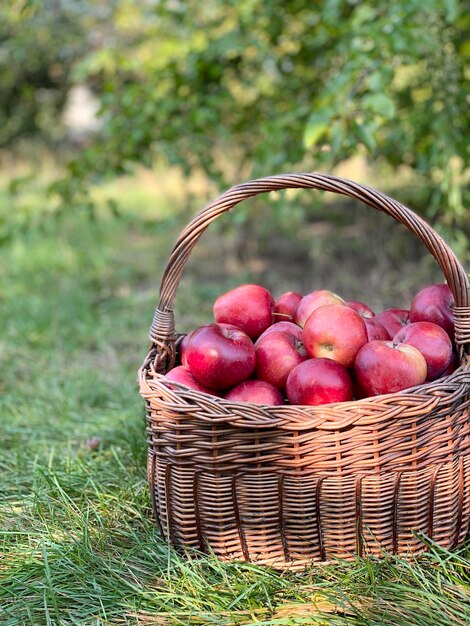 Manzanas orgánicas en una cesta. Fondo de otoño. Concepto de temporada de cosecha. Las manzanas orgánicas se cierran para f