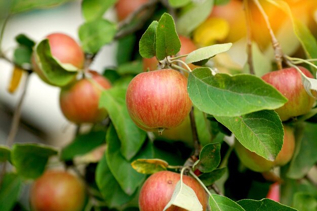 Manzanas orgánicas colgando de una rama de árbol en un huerto de manzanas