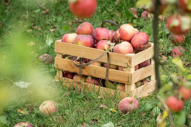 Manzanas orgánicas frescas de otoño en una caja de jardín de madera. Concepto de agricultura orgánica