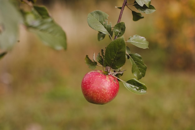 Manzanas orgánicas Fruta sin fumigación química Día de otoño Jardín rural Manzana roja madura en un árbol