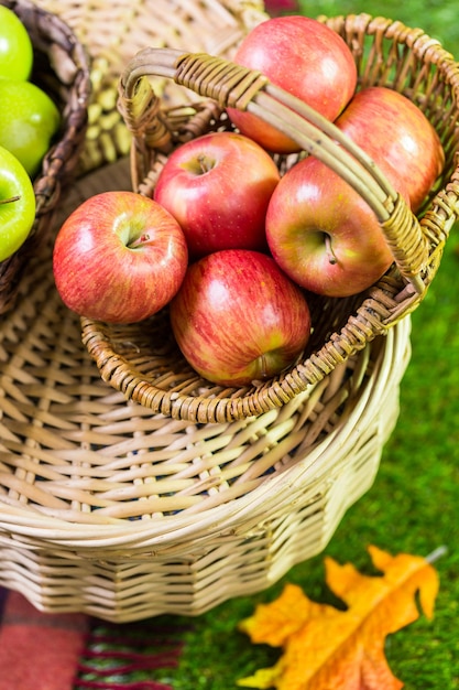 Manzanas orgánicas recién cosechadas en la granja.