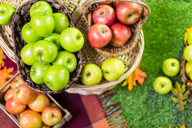 Manzanas orgánicas recién cosechadas en la granja.