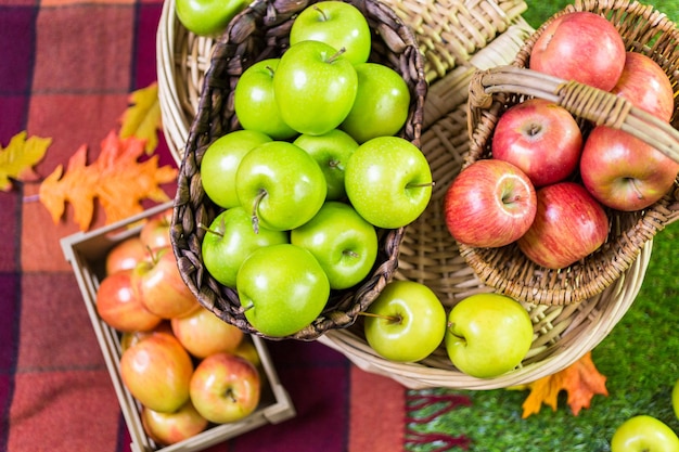 Manzanas orgánicas recién cosechadas en la granja.