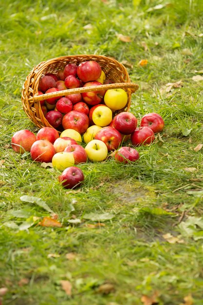 Manzanas orgánicas saludables en la cesta sobre la hierba verde en el sol