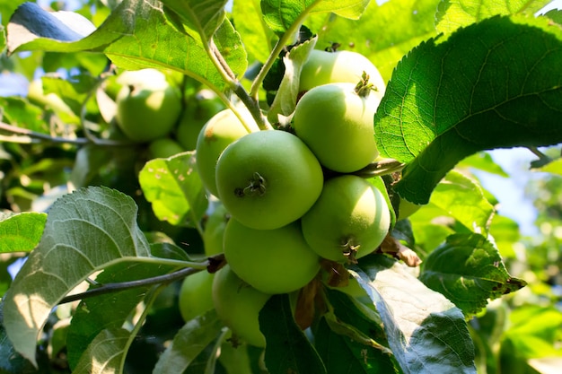 Manzanas orgánicas verdes en rama