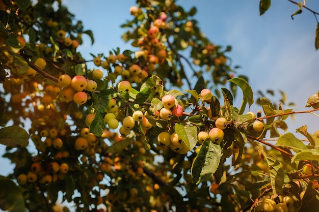 Manzanas del paraíso en el árbol