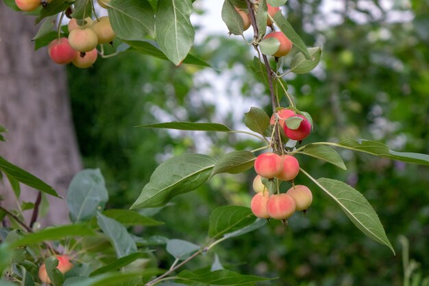 Manzanas del paraíso decorativas en una rama verde en el jardín de la granja. Producto maduro orgánico