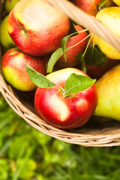 Manzanas y peacrs en la canasta sobre un césped en el jardín