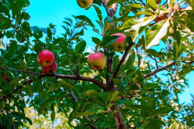 Manzanas en una rama. manzanas en el jardín