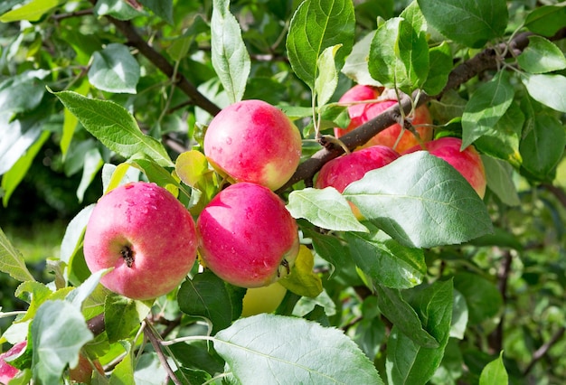 Manzanas en la rama de un manzano Fruta de manzana