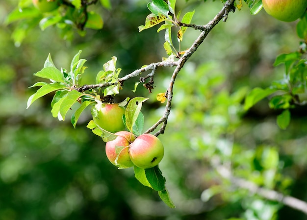 Manzanas en una rama