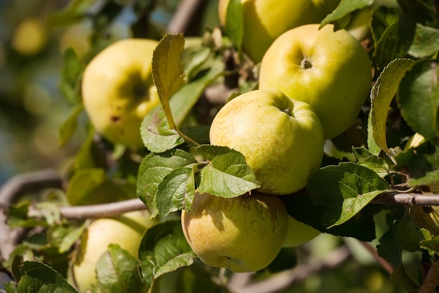 Manzanas en la rama