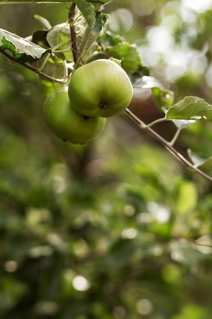 Manzanas en las ramas de un árbol Agricultura agronomía industria