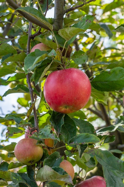 Manzanas en las ramas de un árbol en el jardín de verano. Poca profundidad de campo. Concéntrese en una manzana roja.