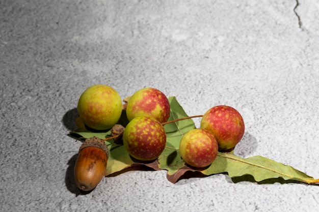 Manzanas de roble en el envés de una hoja de roble. crecimiento doloroso en hojas de roble que contienen ácido tánico