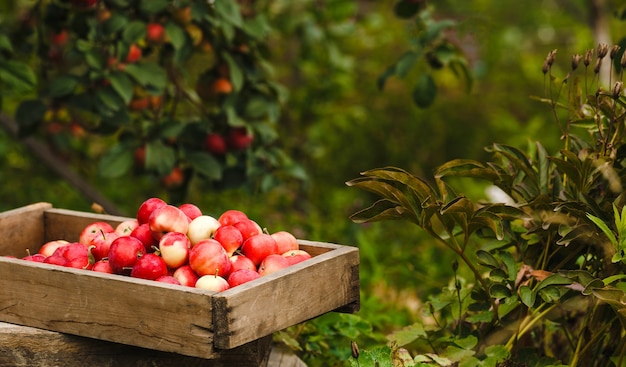 Manzanas rojas y amarillas en caja de madera antigua