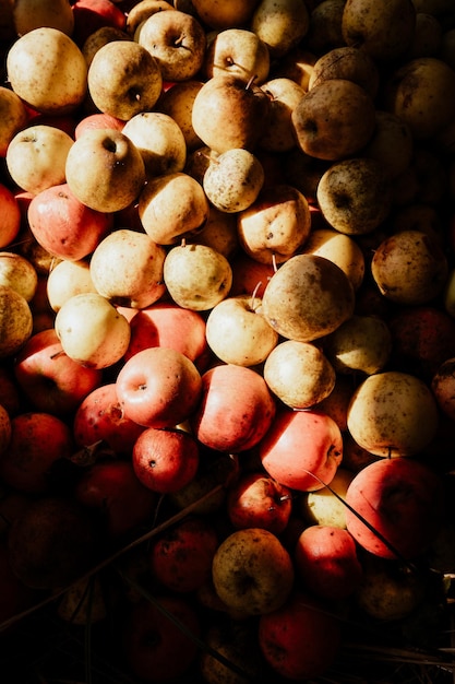 Foto manzanas rojas y amarillas