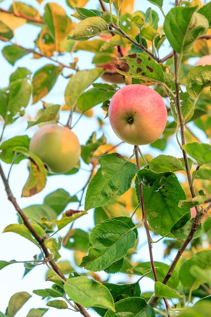 Manzanas rojas en el árbol en el huerto en día de verano con cielo azul de fondo.