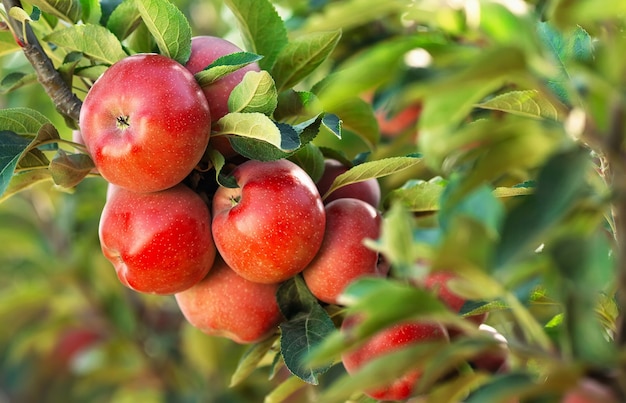 Manzanas rojas en un árbol Huerto de manzanas