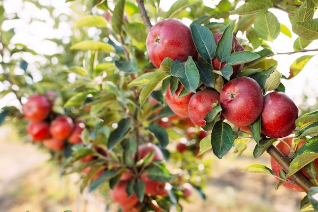 Manzanas rojas en un árbol Huerto de manzanas