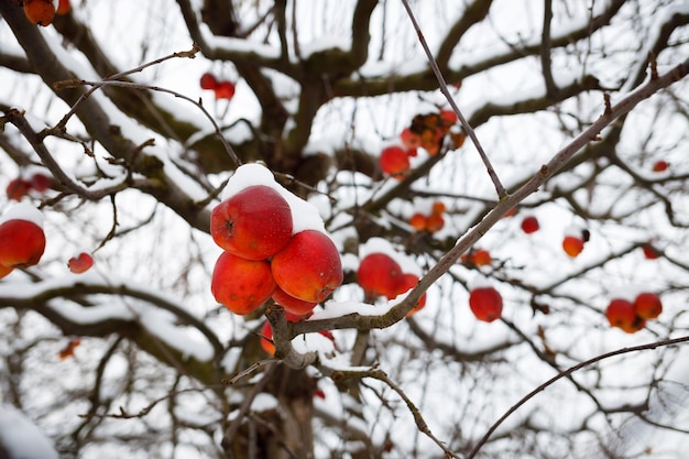 Manzanas rojas en un árbol en invierno Todas las frutas están en la nieve Muchas vitaminas en las frutas de otoño