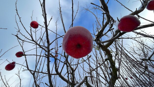 Manzanas rojas en un árbol en invierno Todas las frutas están en la nieve