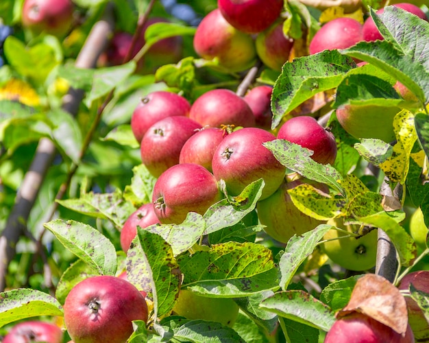 manzanas rojas en el árbol