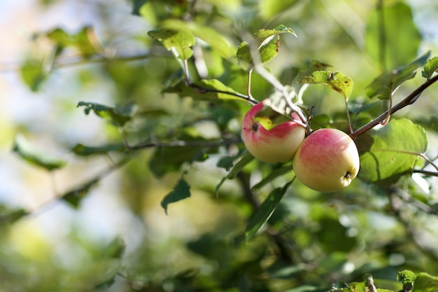 Manzanas rojas en un árbol