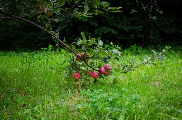 manzanas rojas en un árbol