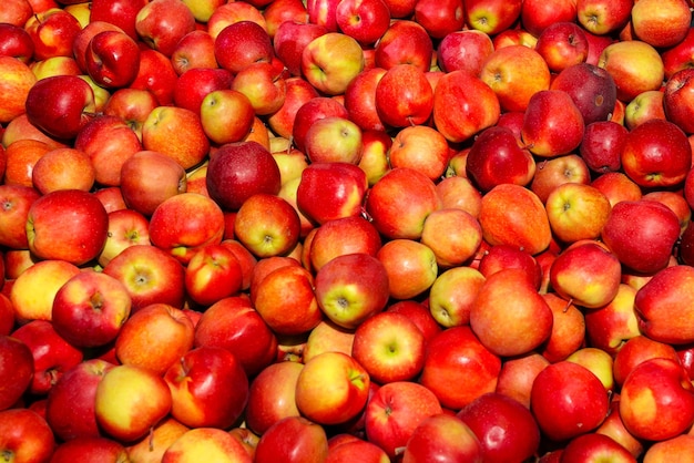 Manzanas rojas en cajas en el almacenamiento de verduras