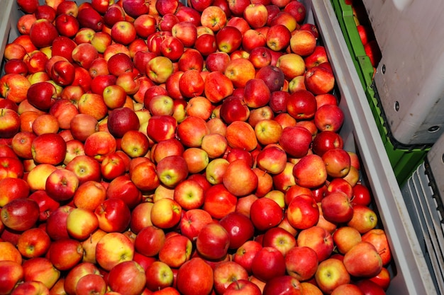 Manzanas rojas en cajas en el almacenamiento de verduras