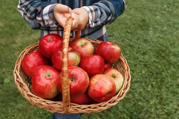 Manzanas rojas en una canasta en manos de un niño