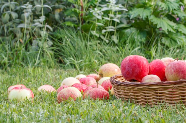 Manzanas rojas en una canasta de mimbre y sobre la hierba verde en el huerto.