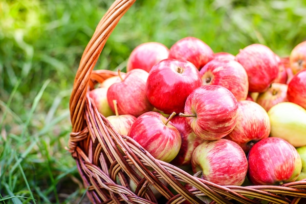 Manzanas rojas en cesta en hierba verde en el jardín