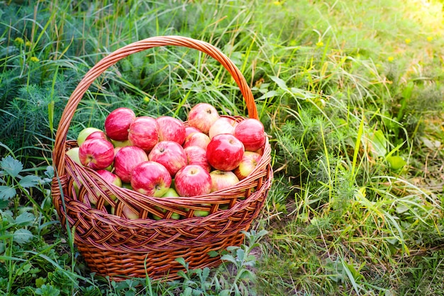 Manzanas rojas en cesta en hierba verde en el jardín