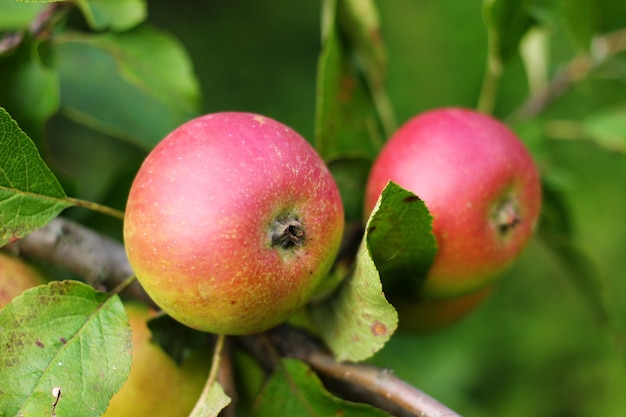 Las manzanas rojas crecen en un árbol de cerca