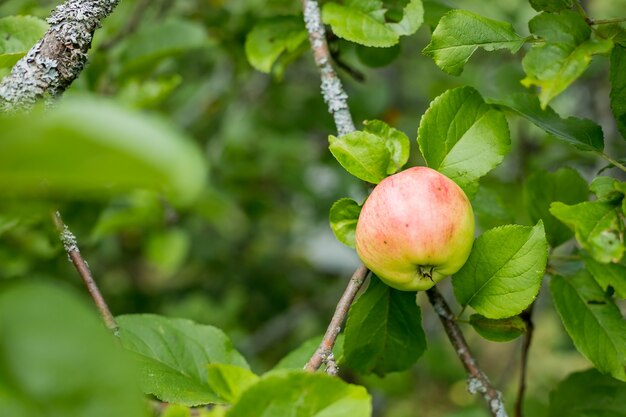 Las manzanas rojas crecen en una rama entre el follaje verde. Manzanas orgánicas que cuelgan de la rama de un árbol en un huerto de manzanas.