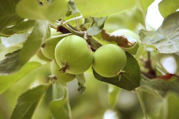 Manzanas rojas frescas en un árbol en un jardín en verano.