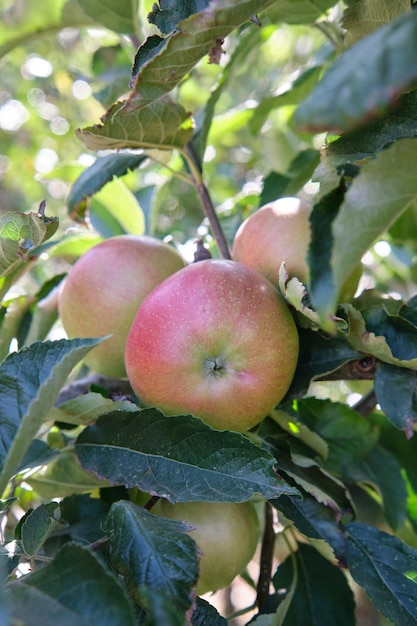 Manzanas rojas frescas en un huerto orgánico después de la lluvia Llueve y gotea sobre las manzanas que cuelgan de la rama