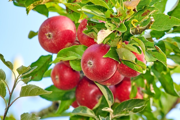 Manzanas rojas frescas que crecen en un árbol para la cosecha en una granja sostenible en un día soleado afuera Primer plano de fruta madura nutritiva y orgánica cultivada en un próspero huerto o arboleda en el campo