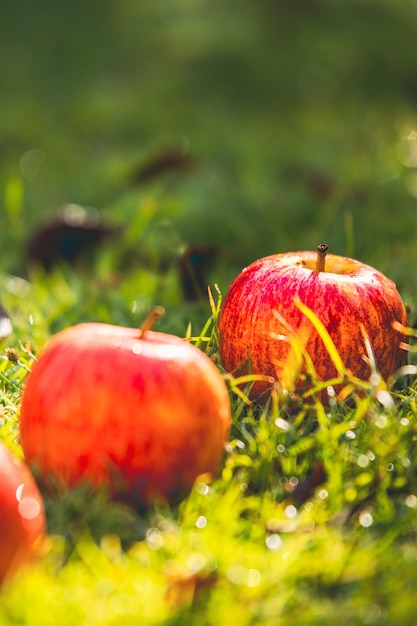 Manzanas rojas en la hierba Comida sana para nuestra vida fruta fresca