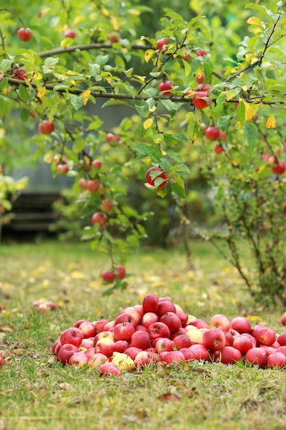 Manzanas rojas en la hierba bajo el manzano