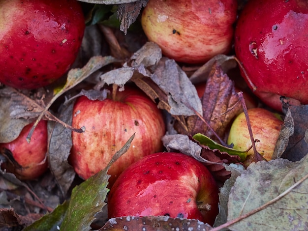 Manzanas rojas en las hojas secas, cierre para arriba.